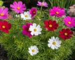 Schmuckkörbchen (Cosmos bipinnatus ‘Dwarf Sensation’)