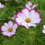 Schmuckkörbchen ‘Picotee’ (Cosmos bipinnatus 'Picotee') – Pflanzenfoto