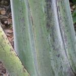 Schneebanane (Ensete glaucum) – Pflanzenfoto