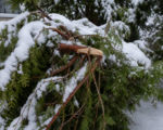 Schneelastschäden
