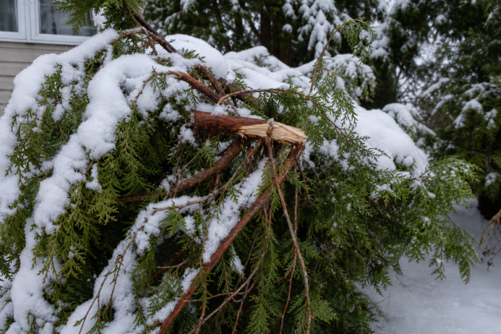 Schneelastschäden