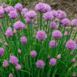 Schnittlauch (Allium schoenoprasum) – Pflanzenfoto
