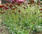 Schokoladen-Kosmee (Cosmos atrosanguineus) – Pflege
