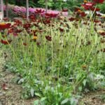Schokoladen-Kosmee (Cosmos atrosanguineus) – Pflanzenfoto
