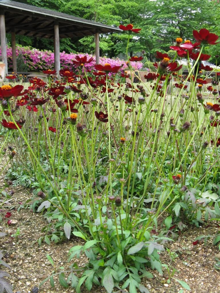 Cosmos atrosanguineus