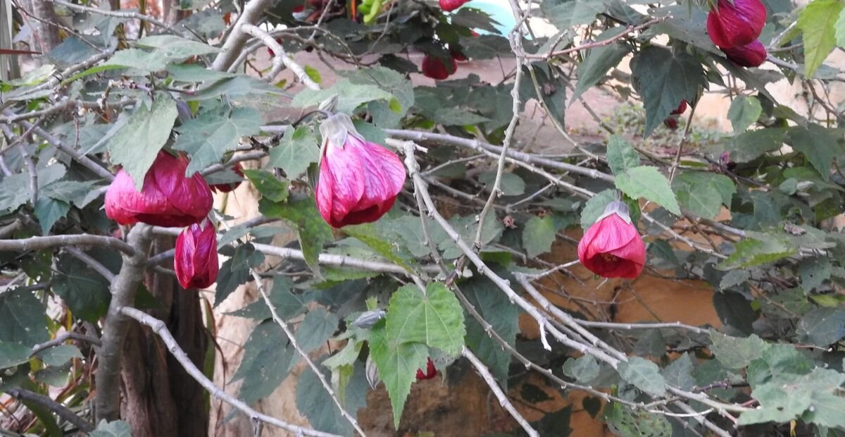 Schönmalve (Abutilon 'Nabob') – Pflanzenfoto