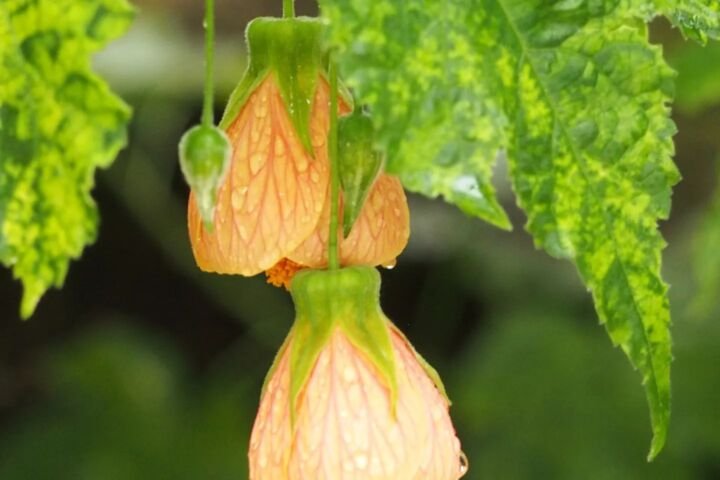 Abutilon pictum 'Thompsonii'