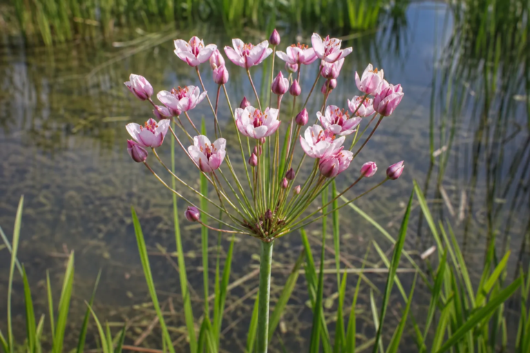 Butomus umbellatus
