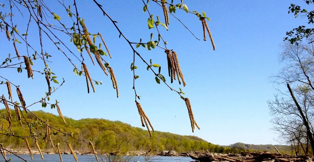 Schwarz-Birke (Betula nigra) – Pflanzenfoto