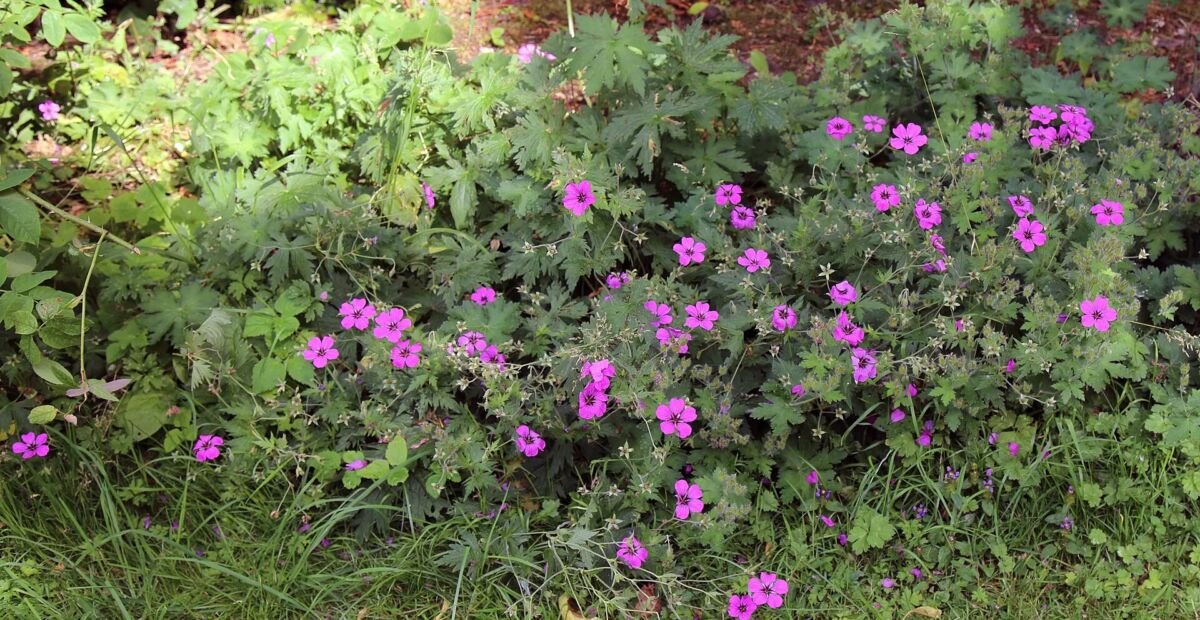 Schwarzäugiger Storchschnabel (Geranium psilostemon) – Pflanzenfoto