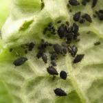 Schwarze Bohnenlaus