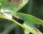 Schwarze Kirschblattwespe