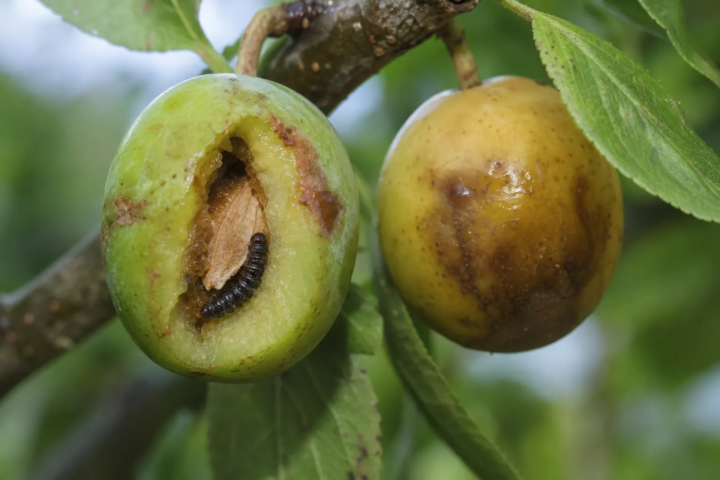 Schwarze Pflaumensägewespe