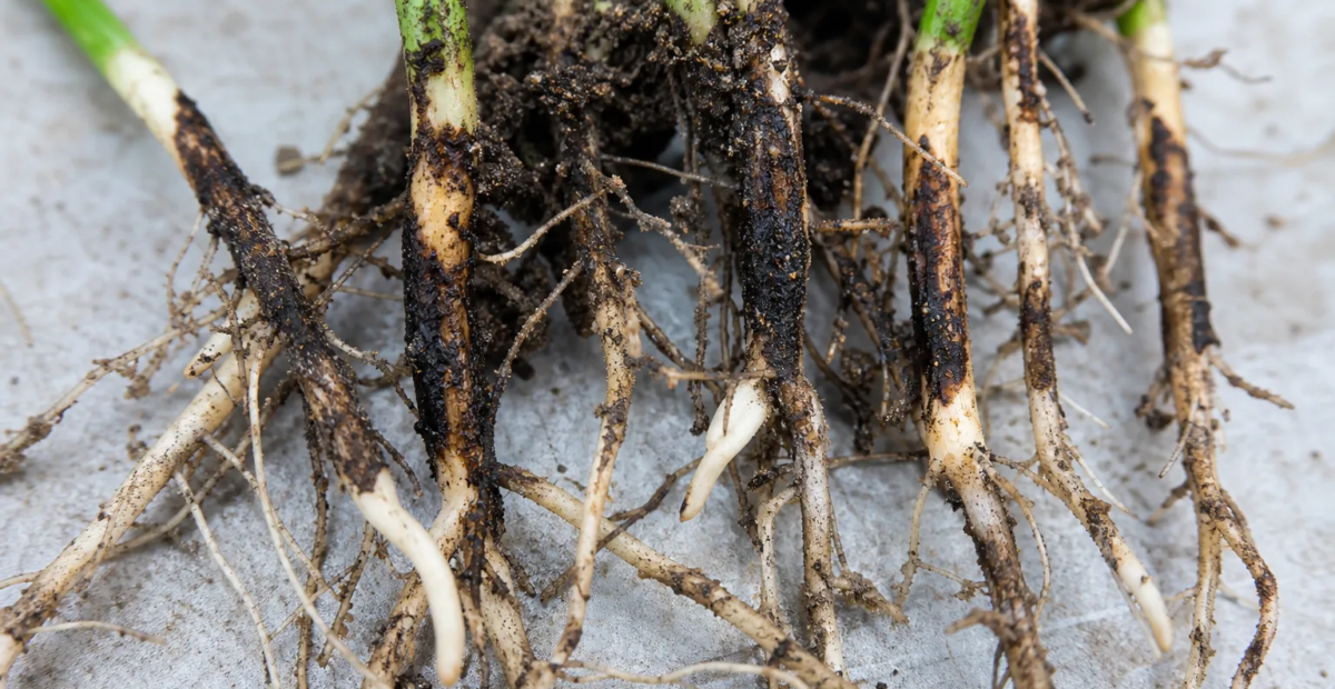 Schwarze Wurzelfäule (Berkeleyomyces basicola)