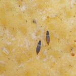 Schwarzer Gewächshausblasenfuß