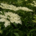 Schwarzer Holunder (Sambucus nigra) – Pflanzenfoto
