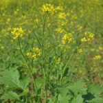 Schwarzer Senf (Brassica nigra) – Pflanzenfoto