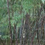 Schwarzrohrbambus (Phyllostachys nigra) – Pflanzenfoto