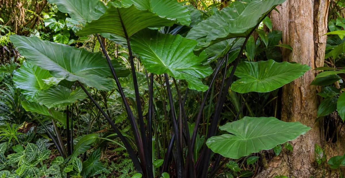 Schwarzstieliges Elefantenohr (Alocasia macrorrhiza 'Black Stem') – Pflanzenfoto