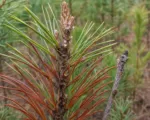 Scleroderris Canker