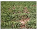 Sclerotinia minor: lettuce drop and white mold