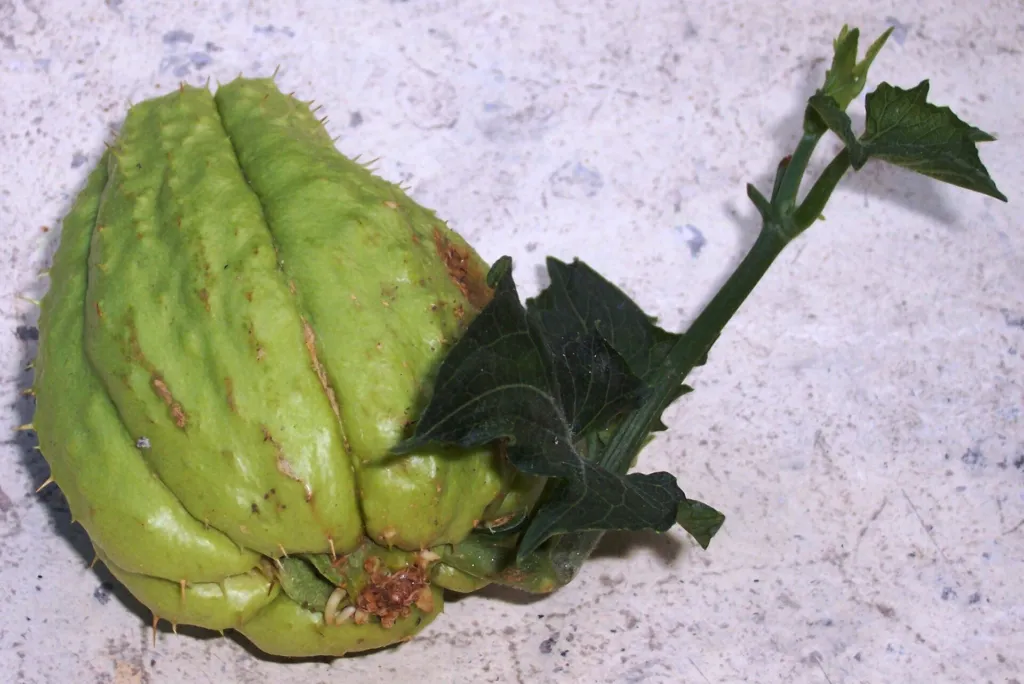 Chayote (Sechium edule) – fruit in close-up, plant photo