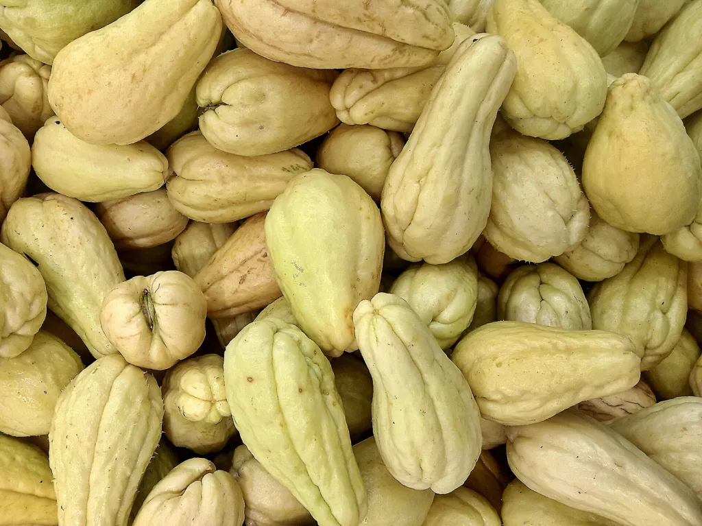 Chayote (Sechium edule) – fruit in close-up, plant photo