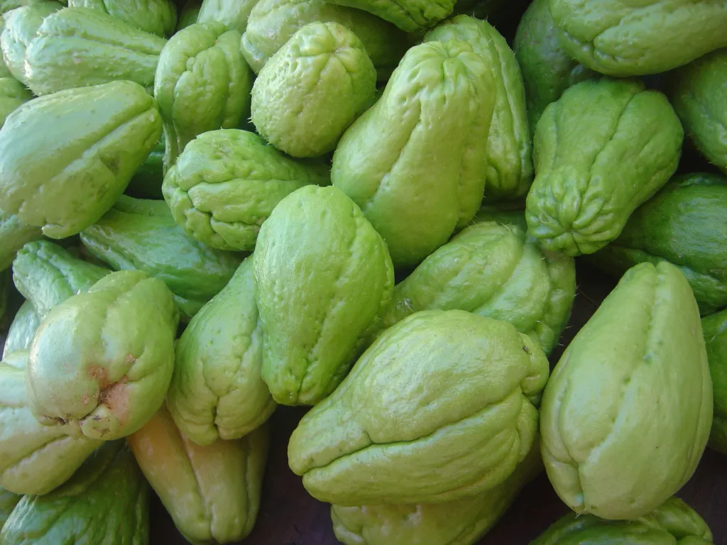Chayote (Sechium edule) – characteristic appearance, plant photo
