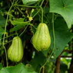 Sechium edule – pestovanie a starostlivosť (Sechium edule) – fotografia rastliny