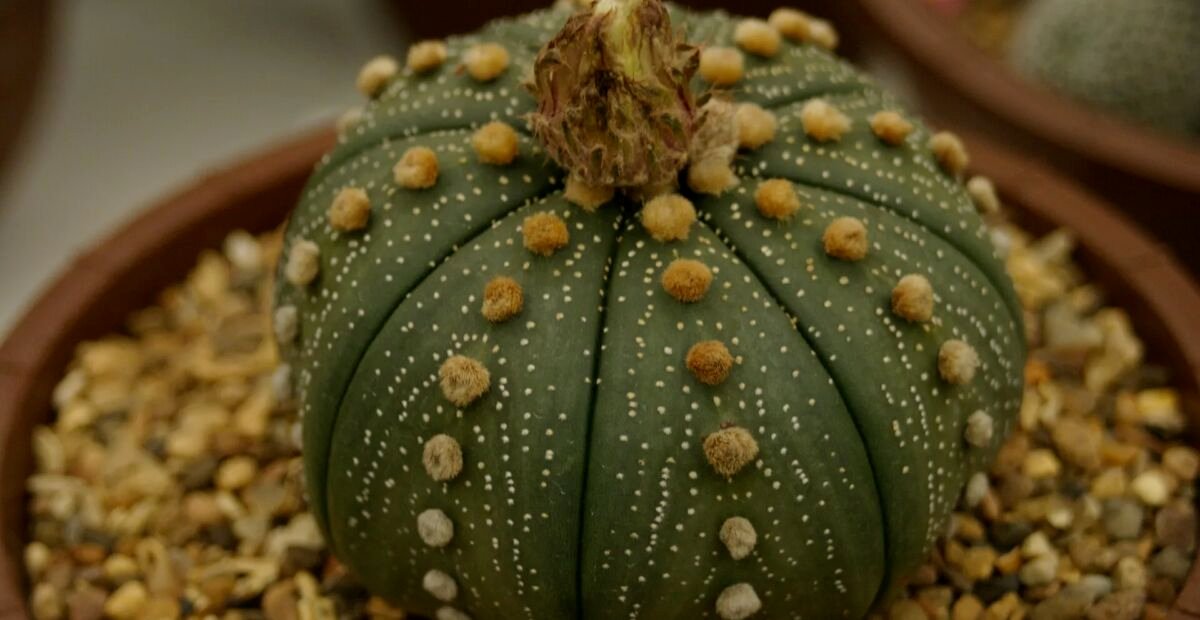 Seeigelkaktus (Astrophytum 'Asterias') – Pflanzenfoto