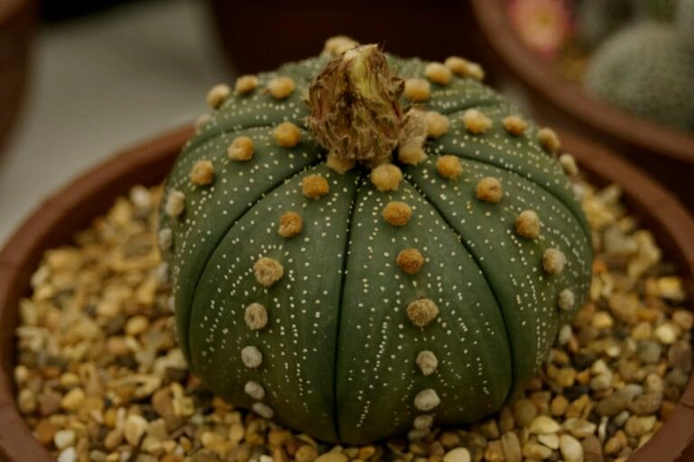Astrophytum 'Asterias'