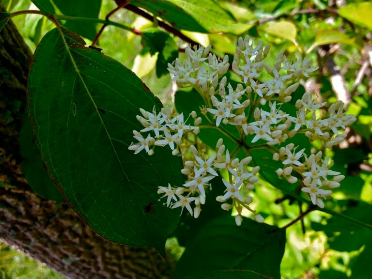 Cornus amomum