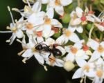 Seidiger Hartriegel (Cornus sericea) – Pflege
