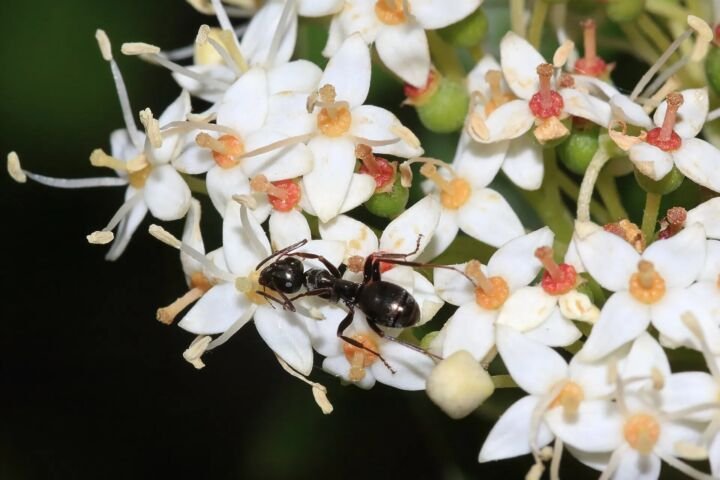 Cornus sericea