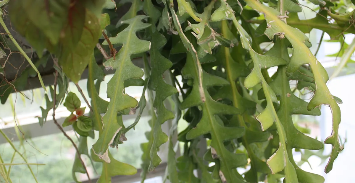 fishbone cactus (Selenicereus anthonyanus) – plant photo