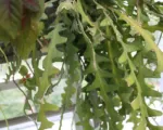Fishbone cactus (Selenicereus anthonyanus) care guide