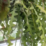 fishbone cactus (Selenicereus anthonyanus) – plant photo