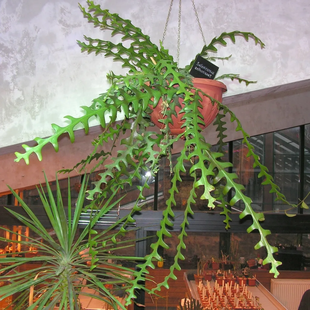 Selenicereus anthonyanus – pestovanie a (Selenicereus anthonyanus) – v záhrade, fotografia rastliny