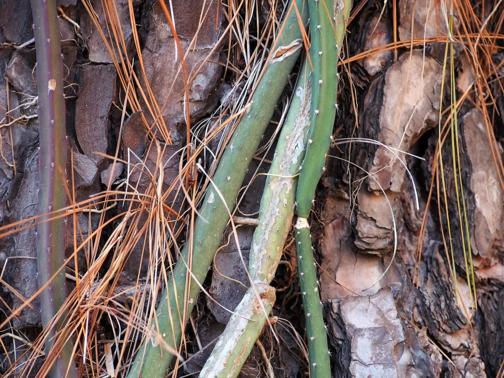 queen of the night (Selenicereus grandiflorus) – in a garden setting, plant photo