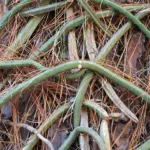 queen of the night (Selenicereus grandiflorus) – plant photo