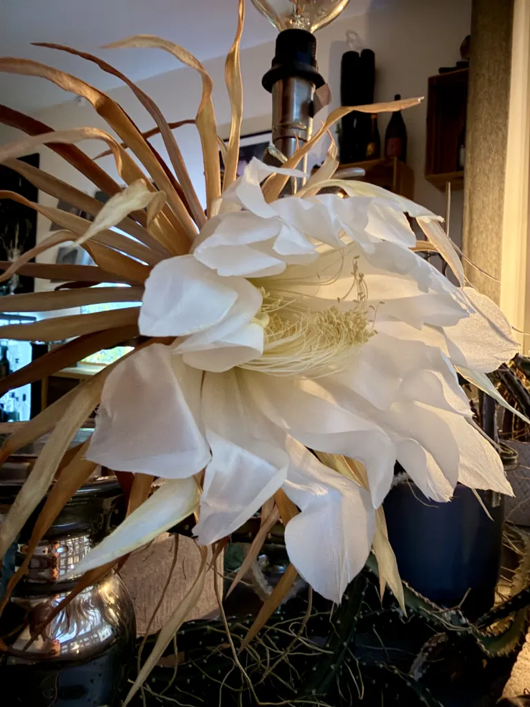 queen of the night (Selenicereus grandiflorus) – flowers in close-up, plant photo