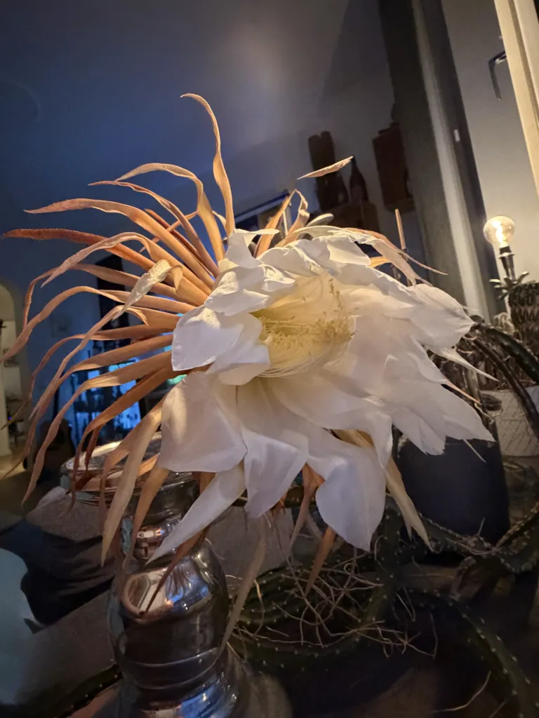 queen of the night (Selenicereus grandiflorus) – flowers in close-up, plant photo