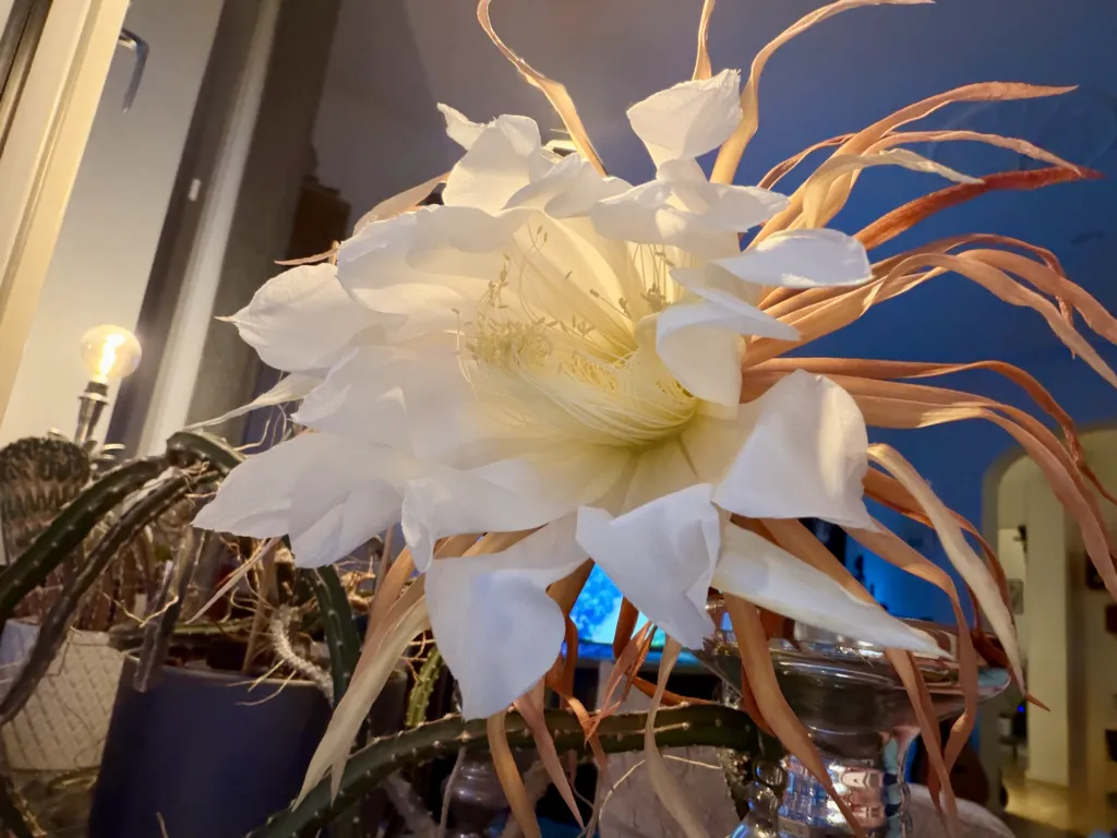 queen of the night (Selenicereus grandiflorus) – flowers in close-up, plant photo