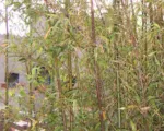 Narihira Bamboo (Semiarundinaria fastuosa) care guide