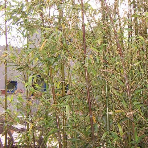 Semiarundinaria fastuosa