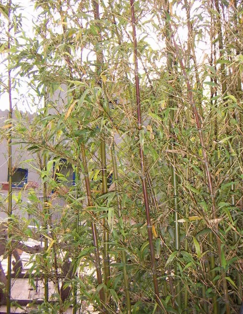 Narihira-Bambus (Semiarundinaria fastuosa) – Pflanzenfoto