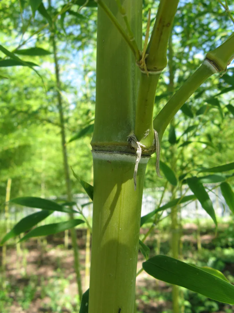 Narihira-Bambus (Semiarundinaria fastuosa) – typisches Erscheinungsbild, Pflanzenfoto