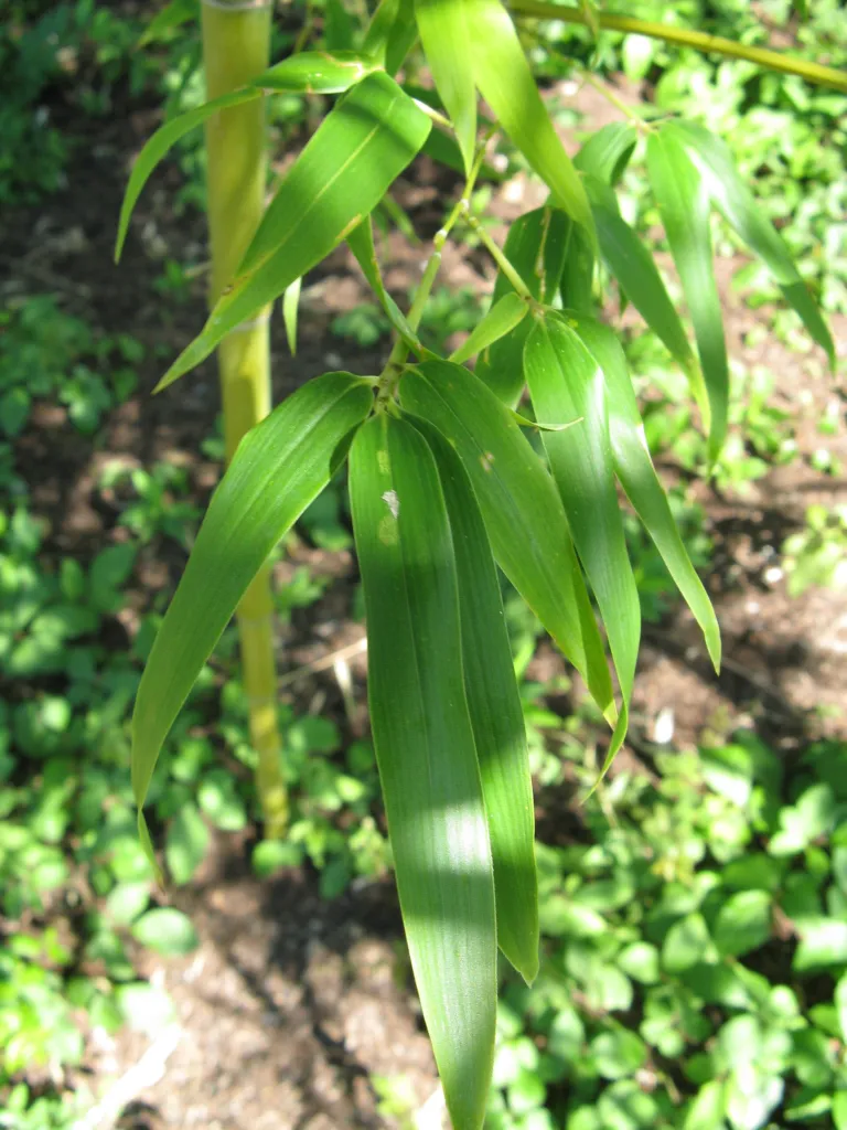 Narihira-Bambus (Semiarundinaria fastuosa) – typisches Erscheinungsbild, Pflanzenfoto