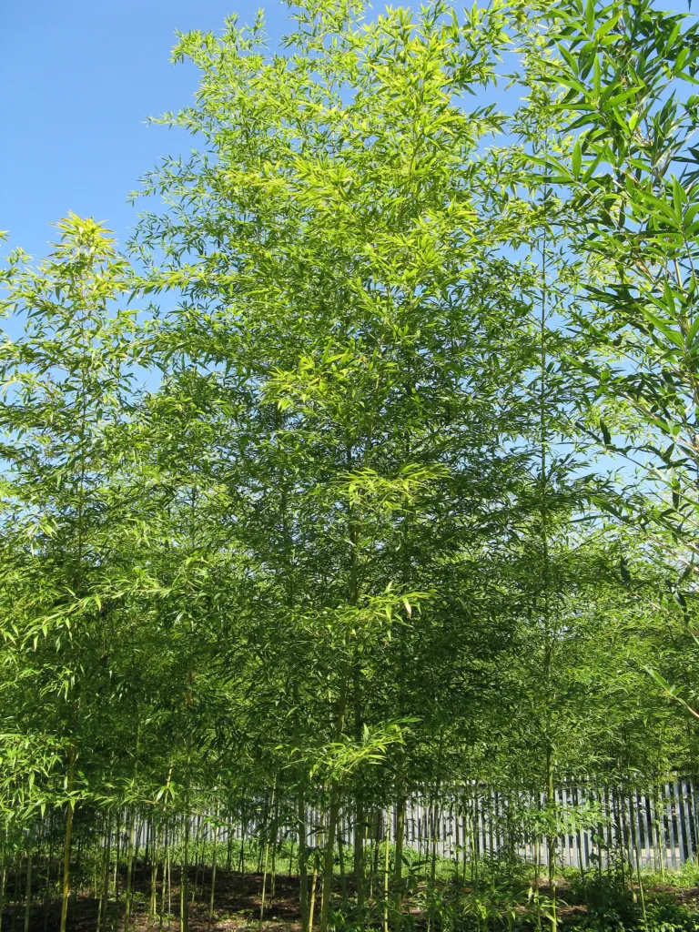 Narihira-Bambus (Semiarundinaria fastuosa) – typisches Erscheinungsbild, Pflanzenfoto