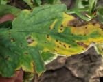 Septoria-Blattfleckenkrankheit der Tomate